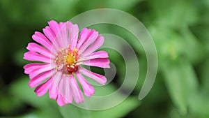 Zinnia Lilliput Vibrant Colourful Flower HD Stock Footage