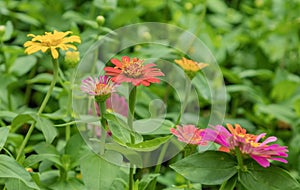 Zinnia Lilliput Vibrant Colourful Garden Flowers
