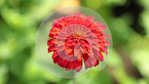 Zinnia Lilliput Vibrant Garden Flower HD Stock Footage