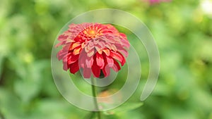 Zinnia Lilliput Vibrant Garden Flower HD Stock Footage