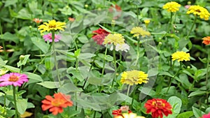Zinnia Lilliput Vibrant Garden Flowers HD Footage
