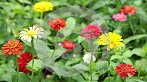 Zinnia Lilliput Vibrant Garden Flowers HD Stock Footage