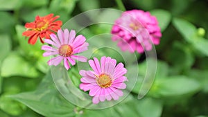 Zinnia Lilliput Vibrant Garden Flowers HD Stock Footage