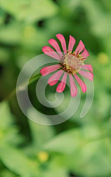 Zinnia Lilliput Vibrant Pink Flower With Green Foliage Backdrop