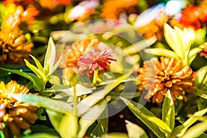 Zinnia Marylandica, Double Fire