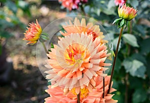 Zinnia - Multi layer orange petal flower plant, a genus of sunflower tribe daisy family. A sun loving plant Blooms in winter