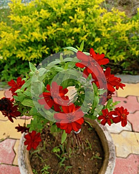 Zinnia peruviana, the Peruvian zinnia plant