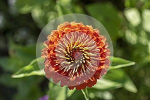 Zinnia peruviana red orange flowering peruvian annual plant in bloom, beautiful colorful petal flower in bloom