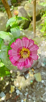 Zinnia pink fresh and natural bloosom