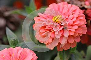 Zinnia  pink salmon color  blossoming  in the garden is close-up horizontally.