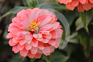 Zinnia  pink salmon color  blossoming  in the garden is close-up horizontally.