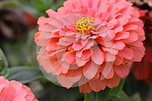 Zinnia  pink salmon color  blossoming  in the garden is close-up horizontally.