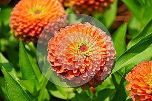 Zinnia `Queeny Lime Orange` flower at full bloom photo