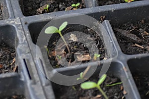 Zinnia Seedlings Sprouting in Seed Tray