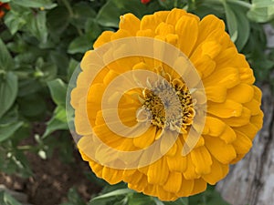 ZINNIA SEEDS - CANARY BIRD