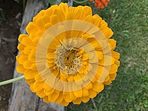 ZINNIA SEEDS - CANARY BIRD