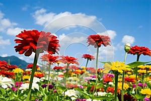 Zinnia and sky