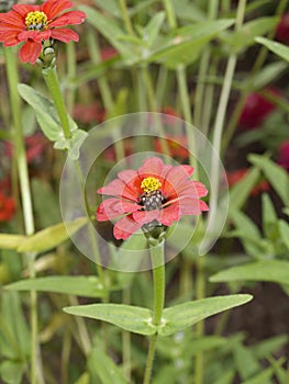 Zinnia tenuiflora Red Spider 01