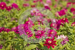 Zinnia Violacea Cav Flower