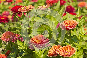 Zinnia Violacea Cav Flower