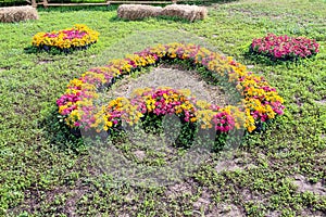 Zinnia violacea colorful flowers blooming in heart shape patterns decorative in garden outdoor natural background