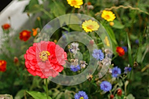 Zinnia in wild countryside garden. Blooming wildflowers in sunny summer meadow. Biodiversity and landscaping garden flower beds.