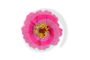 Zinnia (Zinnia violacea) blossom