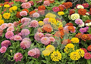 Zinnias in Abundance photo