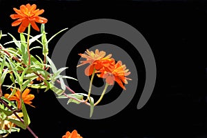 Zinnias black background photo