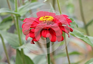 Zinnias (Majors) are blooming in a flower bed in the garden