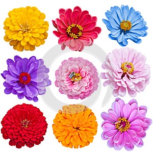 Zinnias Set