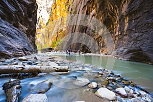 Zion narrow  with  vergin river in Zion National park,Utah,usa