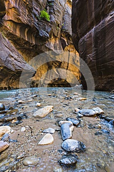 Zion narrow  with  vergin river in Zion National park,Utah,usa