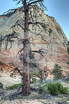Zion National Park