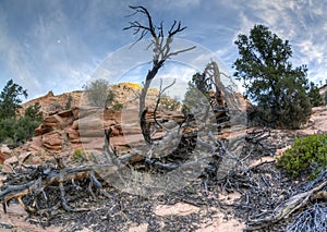 Zion National Park dead tree