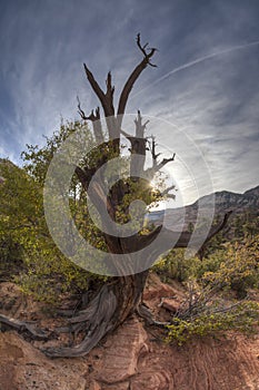 Zion National Park dead tree