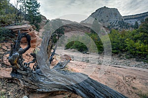 Zion National Park dead tree