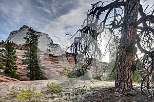 Zion National Park dead tree