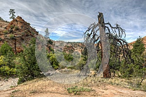 Zion National Park dead tree