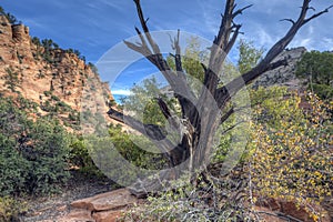 Zion National Park dead tree
