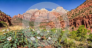 Zion National Park panorama, Utah, USA