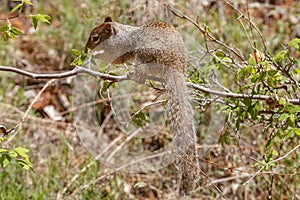 Zion National Park Rock Squirrel