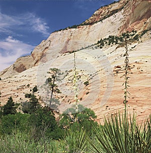 Zion National Park - Utah