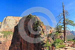 Angels Landing and Great White Throne in Evening Light in Zion Canyon, Zion National Park, Utah, USA