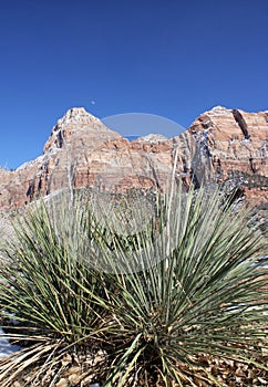 Zion National Park, Utah, USA