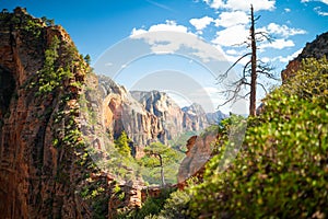 Zion Natural park in Utah USA. Beautiful view of valley and path for hikers. Amazing nature of USA