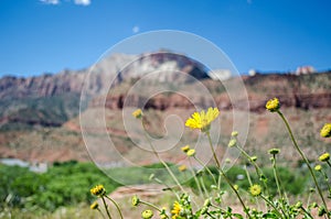 Zion View