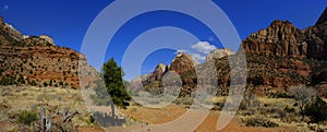 Zions National Park Canyon with Pine Tree Blue Sky Cliffs and Cacti Cactus