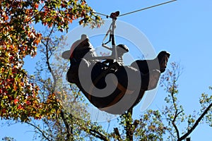 Zip lining black bear out for a spin