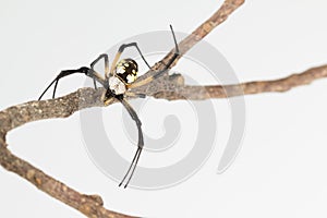 Zipper spider frontal close up